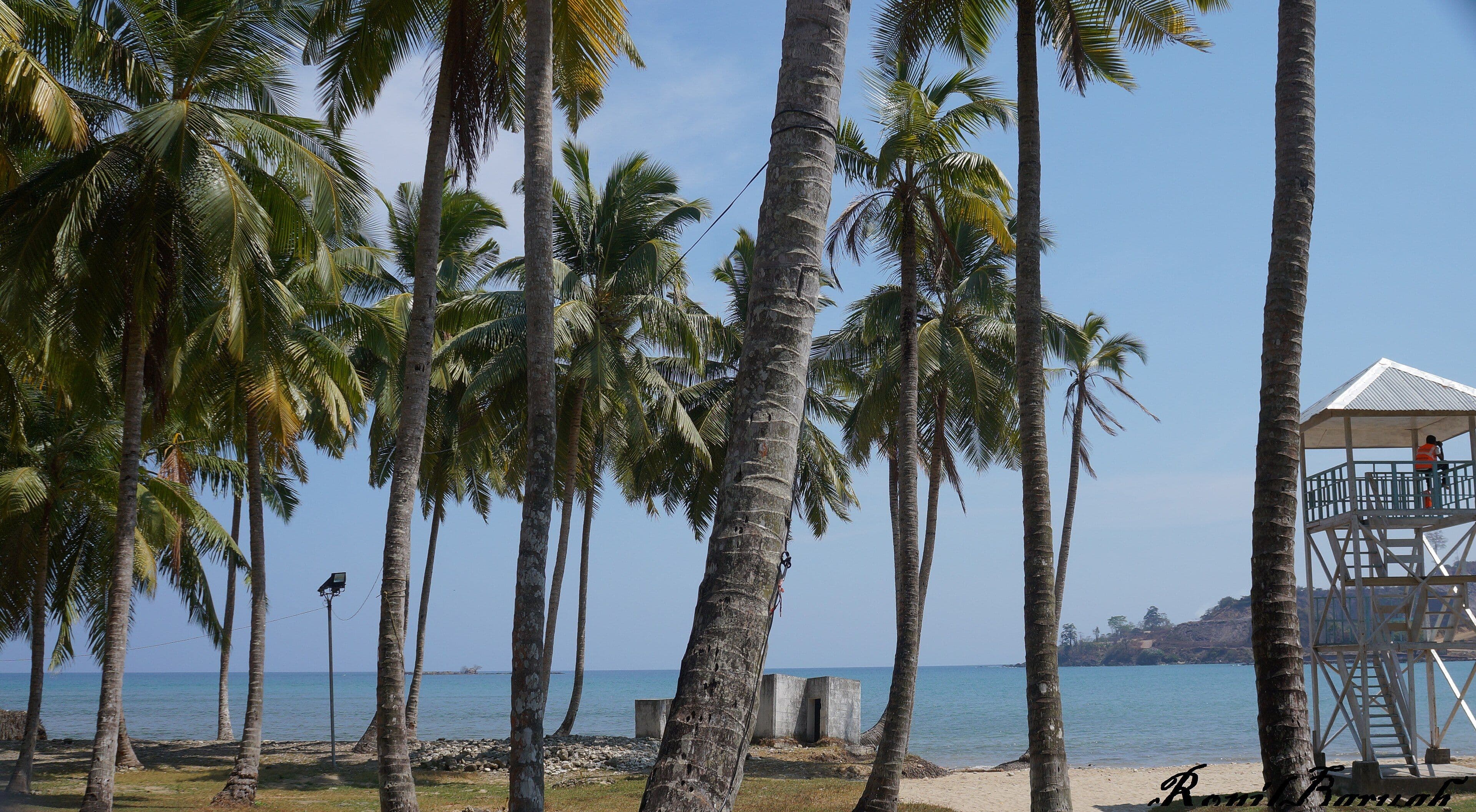 Coconut palms along the coast in the Andaman and Nicobar Islands