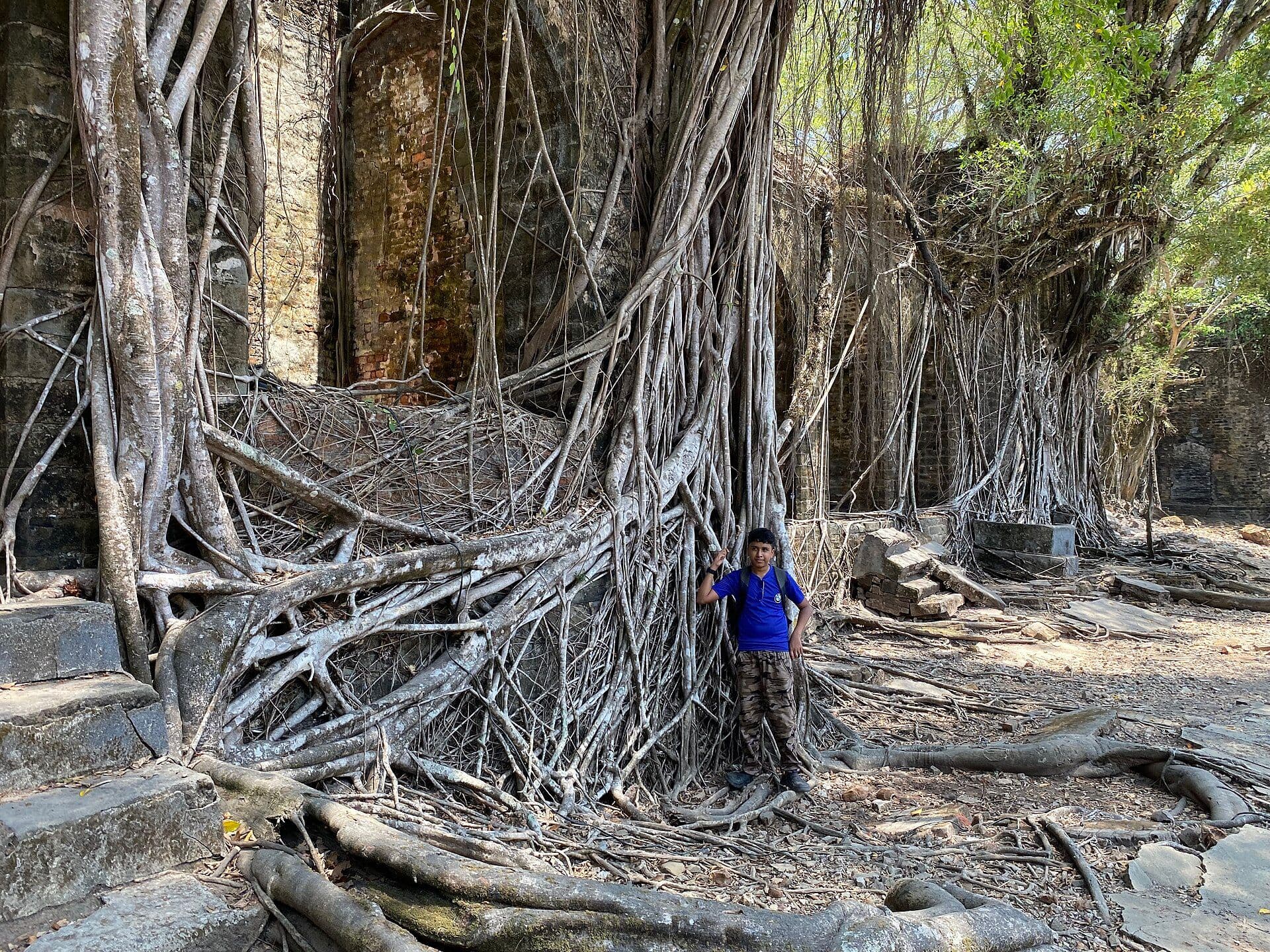 Colonial ruins overgrown with roots on Netaji Subhas Chandra Bose Island