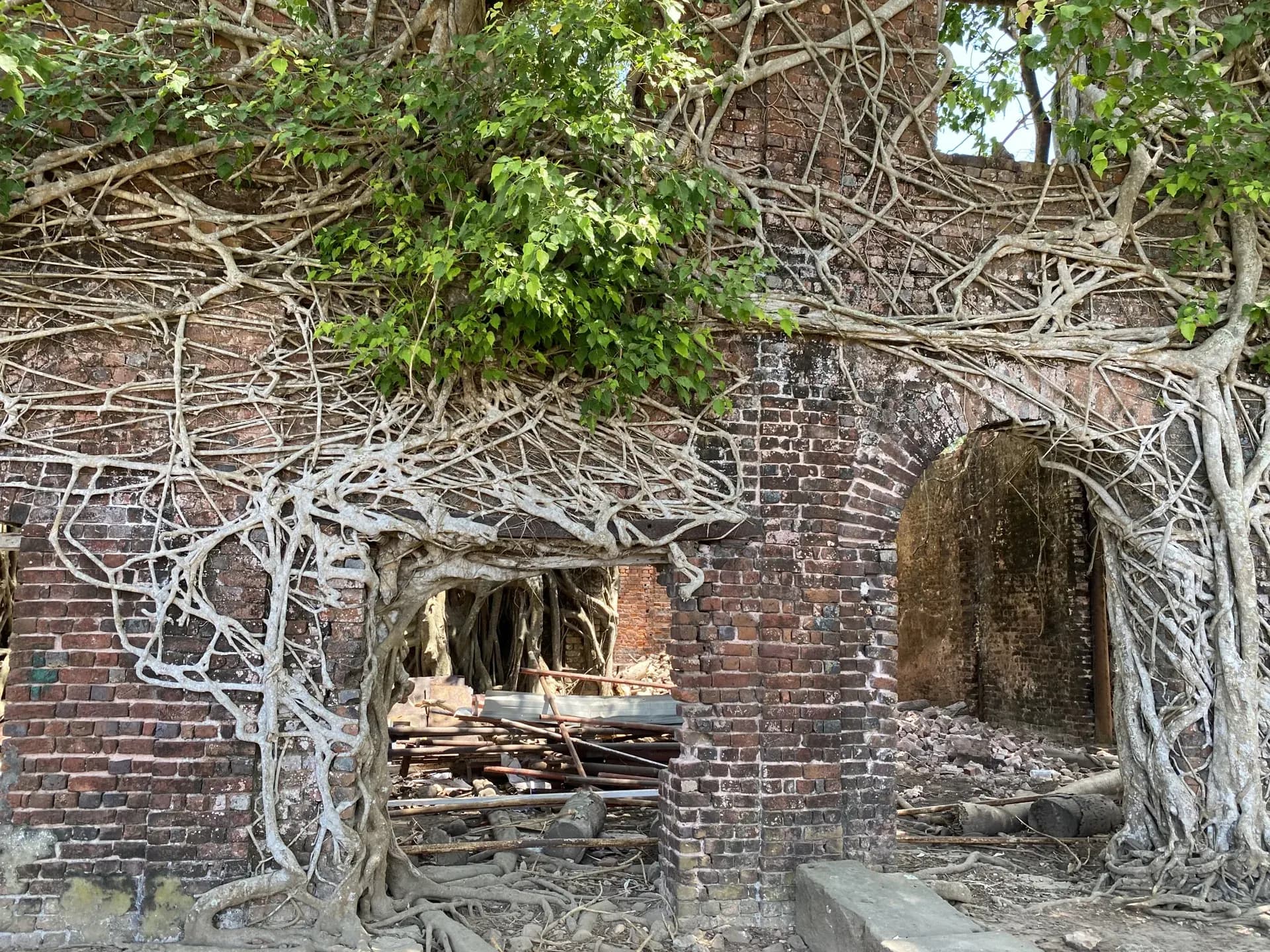 Tree roots enveloping the ruins of a colonial building on Netaji Subhas Chandra Bose Island.